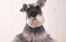 怎么給捷克梗清理耳朵 捷克梗耳朵清理方法