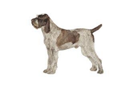 史畢諾犬毛發怎么護理 史畢諾犬毛發護理方法