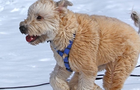 愛爾蘭軟毛梗喂什么 愛爾蘭軟毛梗喂食要點(diǎn)