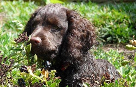 美國(guó)水獵犬性格好不好 美國(guó)水獵犬性格詳解
