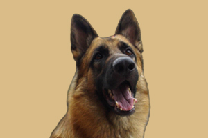 怎么區分是不是德牧