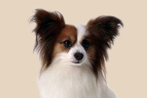 怎么鑒定蝴蝶犬