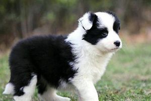 邊牧怎么區(qū)分純種