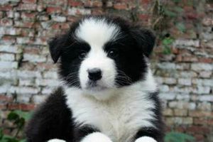 邊牧怎樣辨別品相