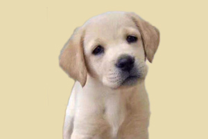 拉布拉多的缺點是什么