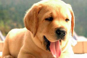 拉布拉多有體臭怎么辦