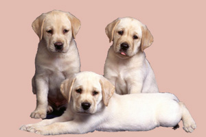 如何挑拉布拉多