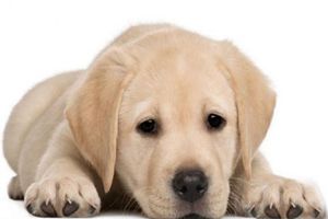 拉布拉多什么時候絕育