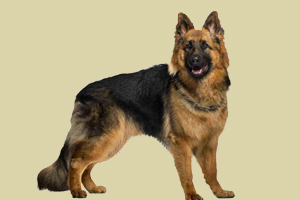 德牧挑食太瘦怎么辦