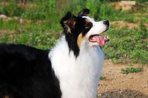 邊牧的優(yōu)點是什么