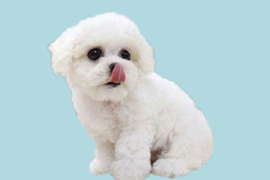 怎么選比熊犬純不純