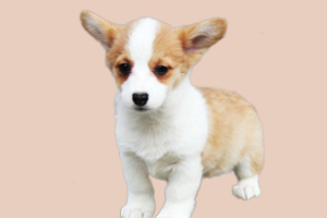 柯基犬幼崽如何選