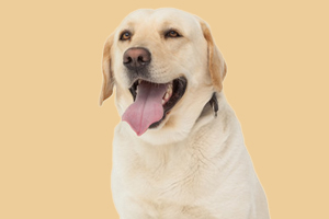 拉布拉多什么時候成年