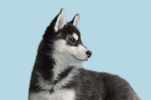 哈士奇血統(tǒng)怎么看