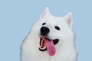 薩摩耶犬缺點是什么