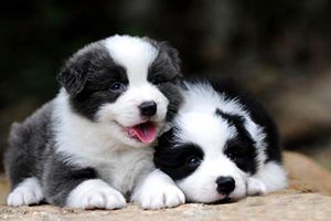 怎樣挑邊牧幼犬