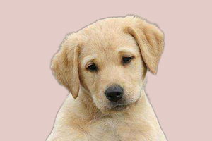 怎么辨別拉布拉多真假