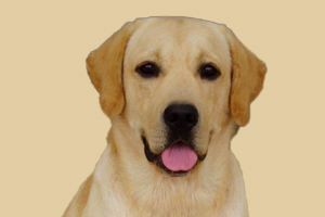 拉布拉多不愛吃飯怎么辦