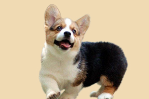 怎么區分柯基犬