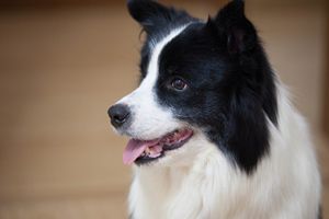 邊牧怎樣算失格