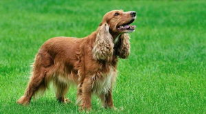 美國可卡犬吃什么狗糧好 美國可卡犬狗糧選擇推薦