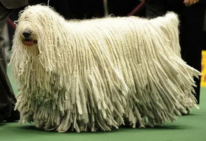 可蒙犬毛發怎么護理 可蒙犬毛發梳理修剪方法