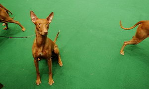 法老王獵犬怎么護理毛發 法老王獵犬毛發護理方法