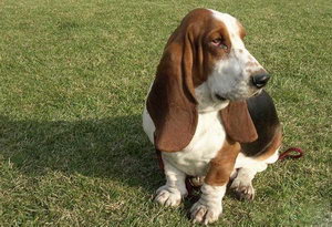 巴吉度犬怎么養(yǎng) 巴吉度犬飼養(yǎng)方法及注意事項(xiàng)