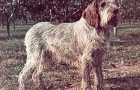 史畢諾犬怎么養  史畢諾犬飼養要點