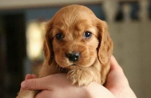 美國可卡幼犬怎么養 剛出生的美國可卡犬喂養方法