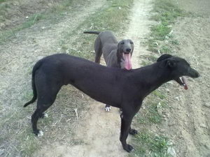 格力犬幼犬斷奶后怎么養 靈緹犬幼犬斷奶后喂養方法