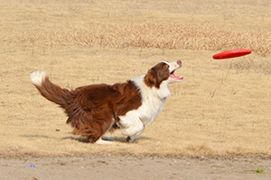 怎么訓(xùn)練邊牧玩飛盤