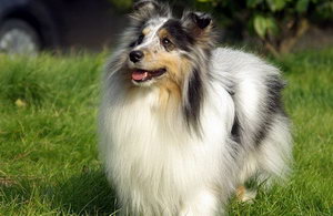 喜樂蒂幼犬怎么養 喜樂蒂牧羊犬幼犬喂養方法