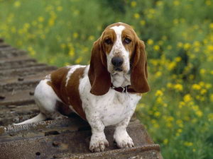 巴吉度犬吃什么狗糧好 巴吉度犬狗糧選擇推薦