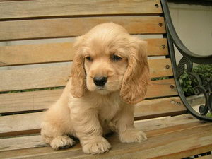 英國可卡犬幼犬吃什么狗糧好 英國可卡犬幼犬狗糧推薦