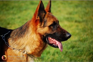 德國牧羊犬下崽吃什么