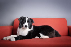 狗狗生產(chǎn)前有哪些癥狀