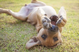 狗狗懷孕要生的癥狀