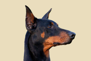 杜賓犬什么時候發情