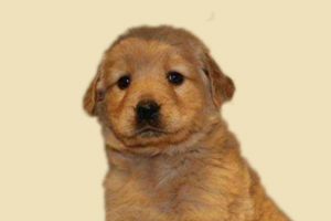 金毛產(chǎn)前有什么預(yù)兆