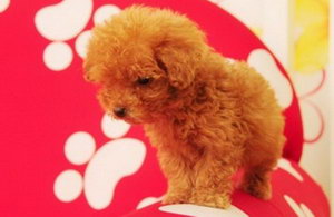 茶杯犬怎么洗澡 茶杯犬洗澡步驟流程視頻