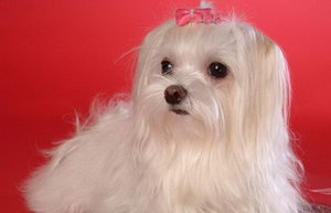 馬爾濟(jì)斯犬毛發(fā)怎么打理 馬爾濟(jì)斯犬毛發(fā)打理教程