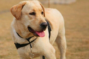 拉布拉多產后注意什么