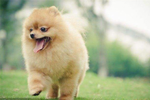 博美犬產后吃什么