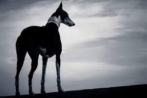 格力犬幼犬怎么養 靈緹犬幼犬喂養護理方法