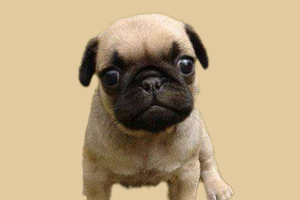 巴哥什么時候發情