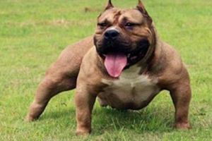 怎么確定狗狗生完了