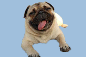 巴哥犬什么時候發情