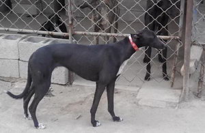 格力犬狗糧怎么自制 格力犬自制狗糧方法