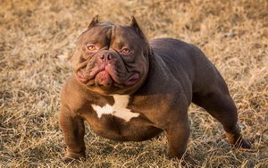 美國(guó)惡霸犬多久洗一次澡 美國(guó)惡霸犬什么時(shí)候不能洗澡